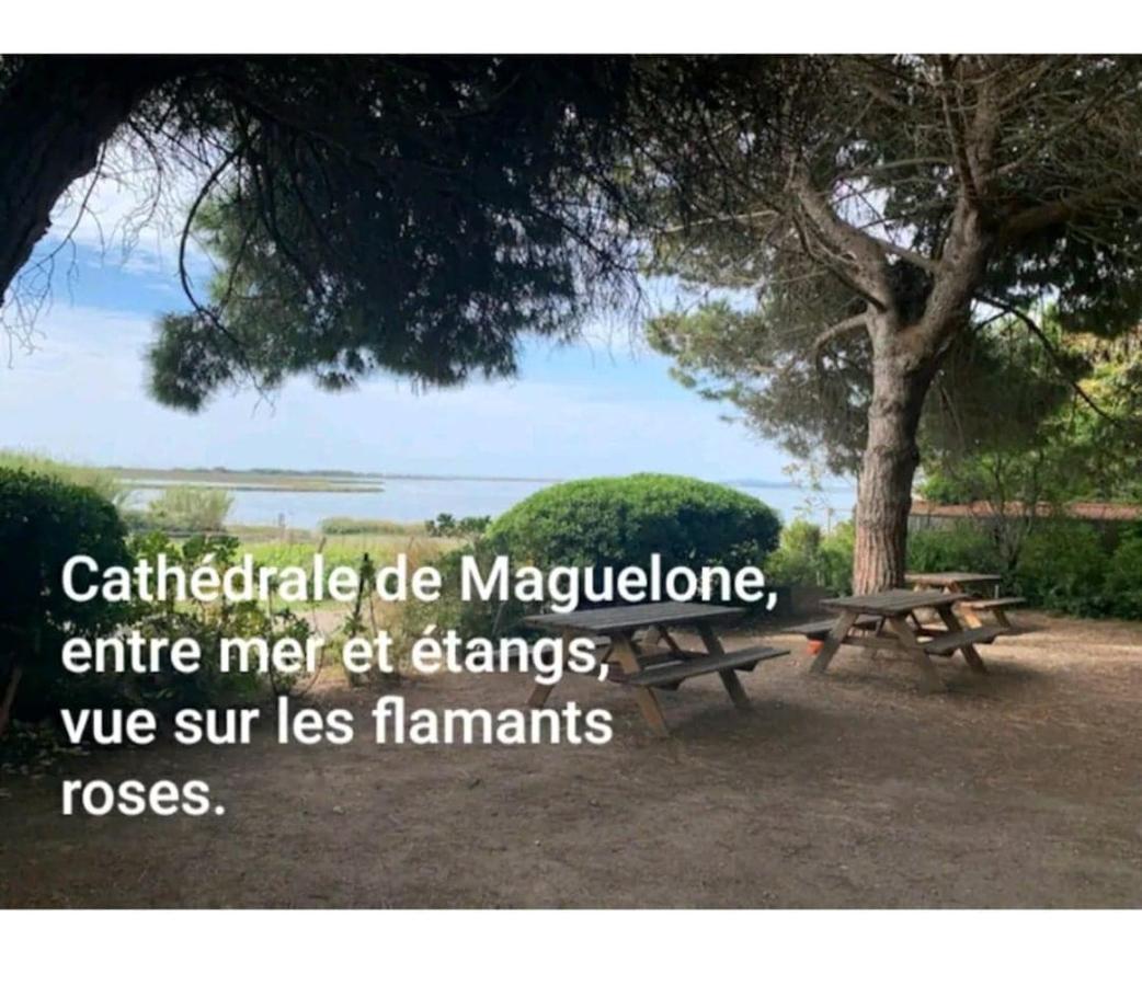 Appartement 1Ere Ligne Piscine Terrasse Au Bord De La Plage Front De Mer Avec 6 Velos Palavas-les-Flots Eksteriør bilde